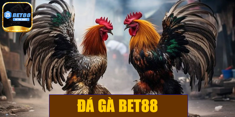 Đá gà BET88 – Sân chơi chiến kê hấp dẫn cho người đam mê