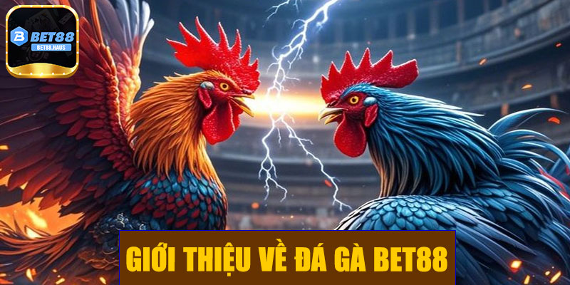 Giới thiệu về đá gà BET88