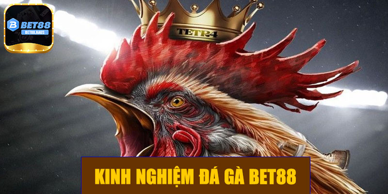 Kinh nghiệm đá gà BET88